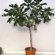 Ficus car. cal.8-10 Kopie.jpg