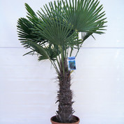 Trachycarpus fortunei Tr70-90.jpg