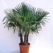 Trachycarpus fortunei triple D45 ltr Kopie.jpg