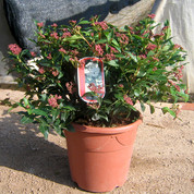 Viburnum tinus Kopie.jpg