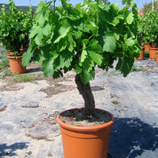 Vitis D18,5 l.jpg