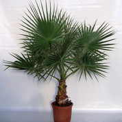 Washingtonia 1pl. C35 Kopie.jpg