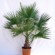 Washingtonia 1pl.D40 Kopie.jpg