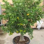 160344_Mandarin-Calamondin-Solitr-C65-200-220_cmHoch.JPG