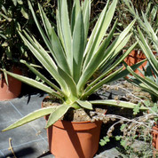 agave angustifolia D26 Kopie.jpg