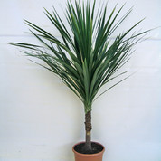 Cordyline australis D36 Kopie.jpg