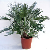 Chamaerops humilis 1 pl (1)C25.jpg