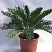 Cycas C25  2014-10-10 Kopie.jpg