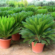 CYCAS D50 2.jpg