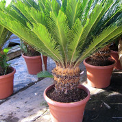 Cycas D45.jpg