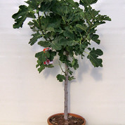 Ficus car.cal.6-8 baja Kopie.jpg
