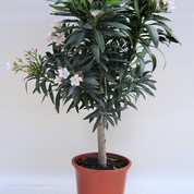 Nerium oleander copa C25 Kopie.jpg