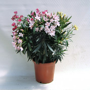 Nerium oleander tricolor C25.jpg