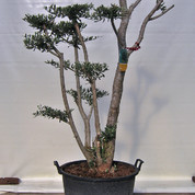 Olea C55 bonsaiplato2014-09-10 Kopie.jpg