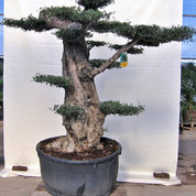 Olea C110 bonsaiplato 2014-09-10.jpg