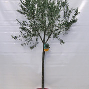 Olea cal.12-14 alta Kopie.jpg