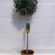Olea copa C20 Kopie.jpg