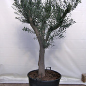 Olea cal.40-50 alta.jpg