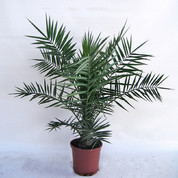 Phoenix canariensis C23 Kopie.jpg