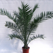 Phoenix canariensis C25 Kopie.jpg