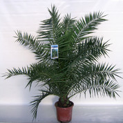 Phoenix canariensis C30.jpg