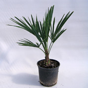 Trachycarpus fortunei C17 Kopie.jpg