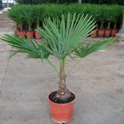 Trachycarpus fortunei C20.jpg